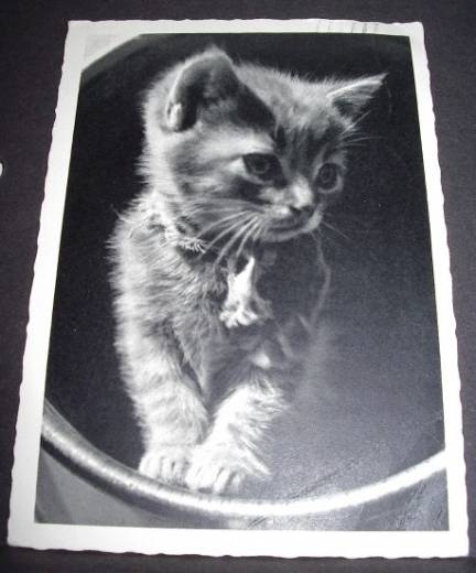 Fotokarte Kätzchen, ca.1950