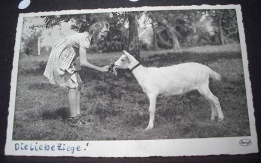 Photo Card, Girl feeding goat, ca.1940